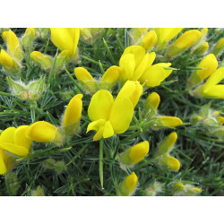 Echinospartum horridum Janowiec sterczący