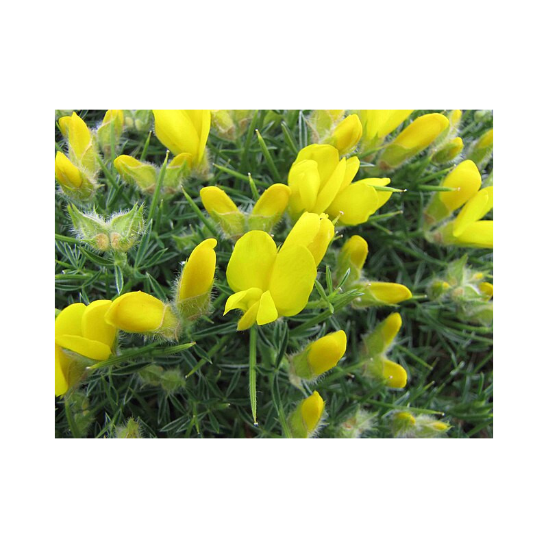 Echinospartum horridum Janowiec sterczący