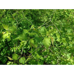 Neillia uekii rzadko spotykany w ogrodach niewielki, obficie kwitnący