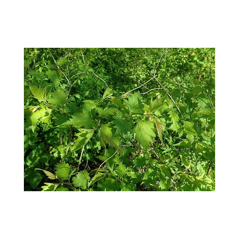 Neillia uekii rzadko spotykany w ogrodach niewielki, obficie kwitnący