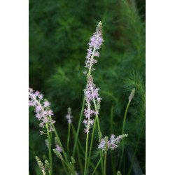 Neillia uekii rzadko spotykany w ogrodach niewielki, obficie kwitnący