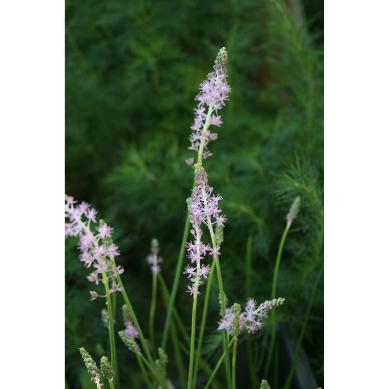 Neillia uekii rzadko spotykany w ogrodach niewielki, obficie kwitnący
