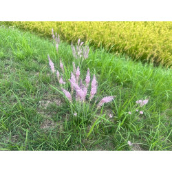 Neillia uekii rzadko spotykany w ogrodach niewielki, obficie kwitnący