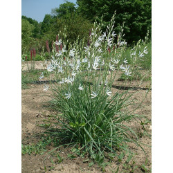 Neillia uekii rzadko spotykany w ogrodach niewielki, obficie kwitnący