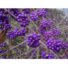 Callicarpa shikokiana Pięknotka