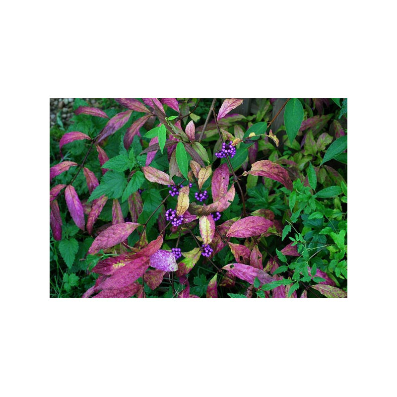 Callicarpa membranacea Pięknotka