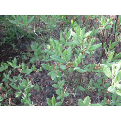 Rhododendron canadense - Alba Różanacznik