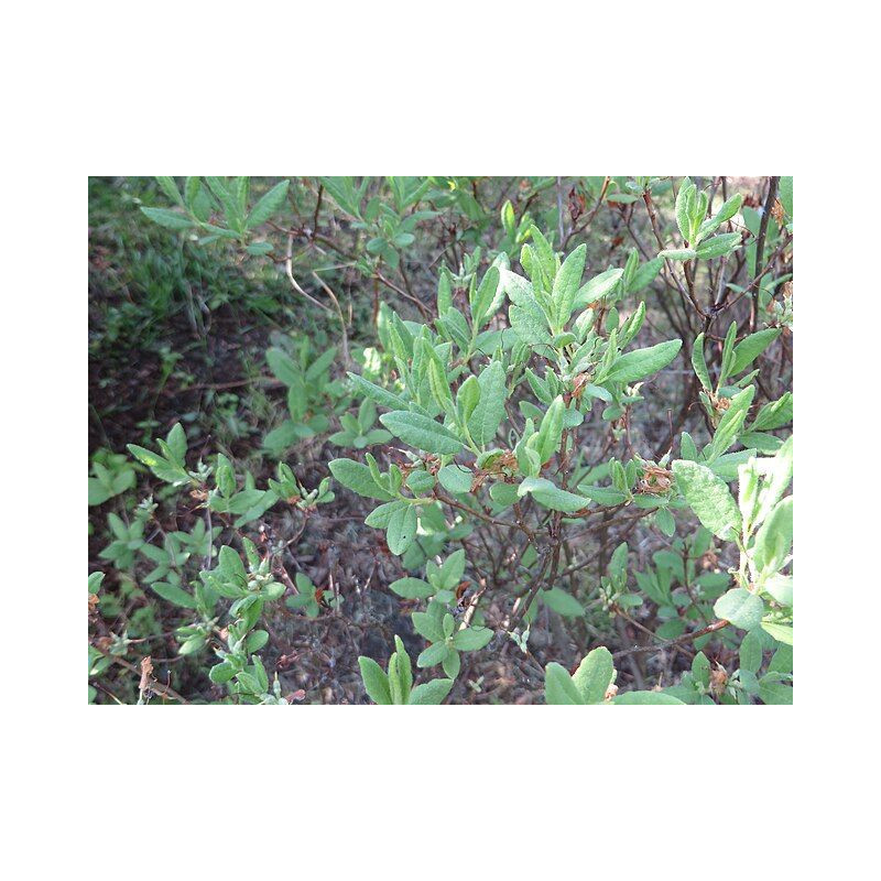 Rhododendron canadense - Alba Różanacznik