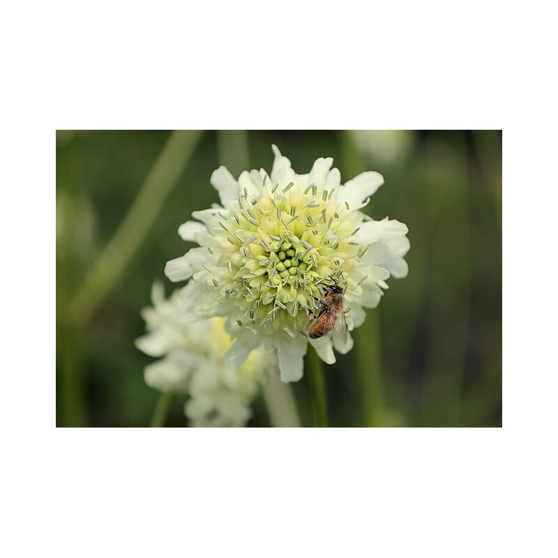 Cephalaria alpina Głowaczek alpejski