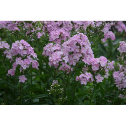 Phlox paniculata - Utopia Floks wiechowaty
