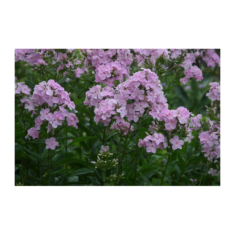 Phlox paniculata - Utopia Floks wiechowaty