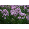 Phlox paniculata - Utopia Floks wiechowaty
