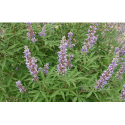 Vitex agnus castus - Rosea Niepokalanek pospolity