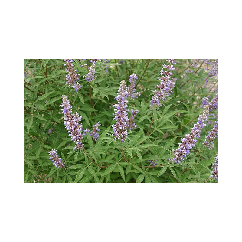 Vitex agnus castus - Rosea Niepokalanek pospolity