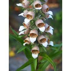 Digitalis lanata Naparstnica wełnista