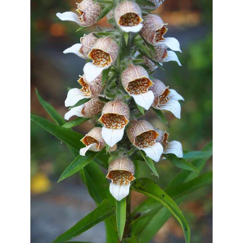 Digitalis lanata Naparstnica wełnista
