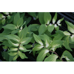 Polygonatum odoratum - Byakko Kokoryczka