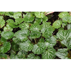 Saxifraga stolonifera x grandis Skalnica rozłogowa