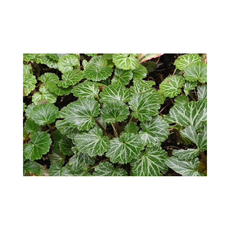 Saxifraga stolonifera x grandis Skalnica rozłogowa