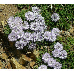 Globularia cordifolia Kulnik sercolistny