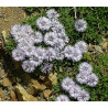 Globularia cordifolia Kulnik sercolistny