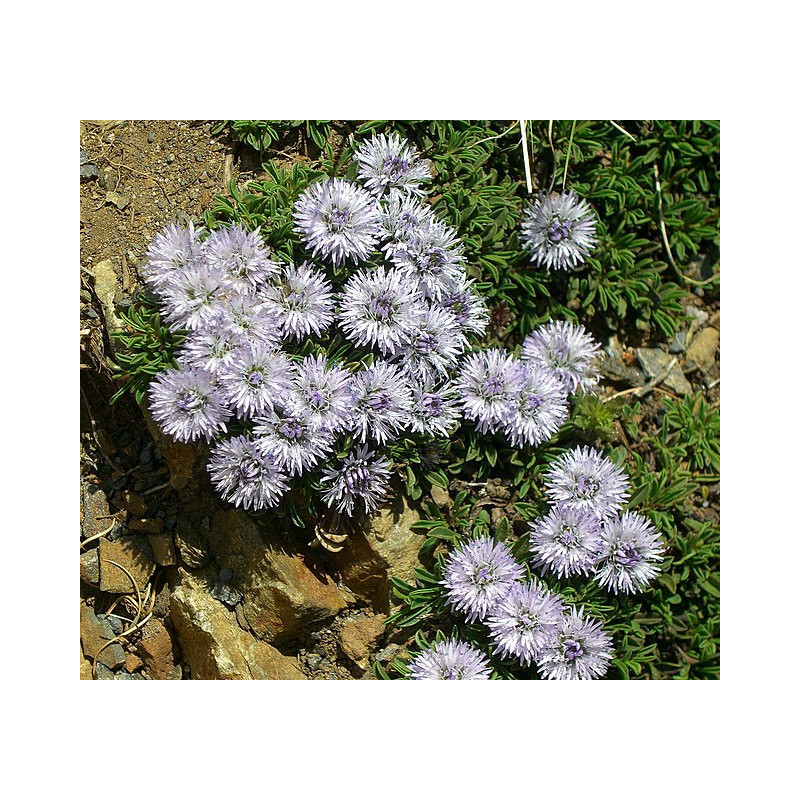 Globularia cordifolia Kulnik sercolistny
