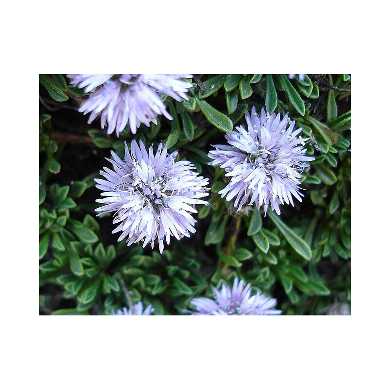 Globularia repens Kulnik płóżący