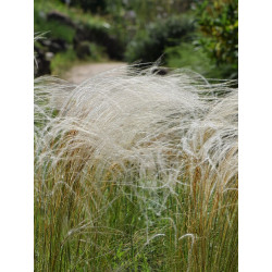 Stipa joannis Ostnica jana