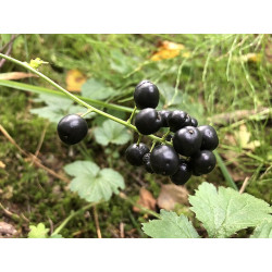 Actaea spicata Czerniec gronkowy