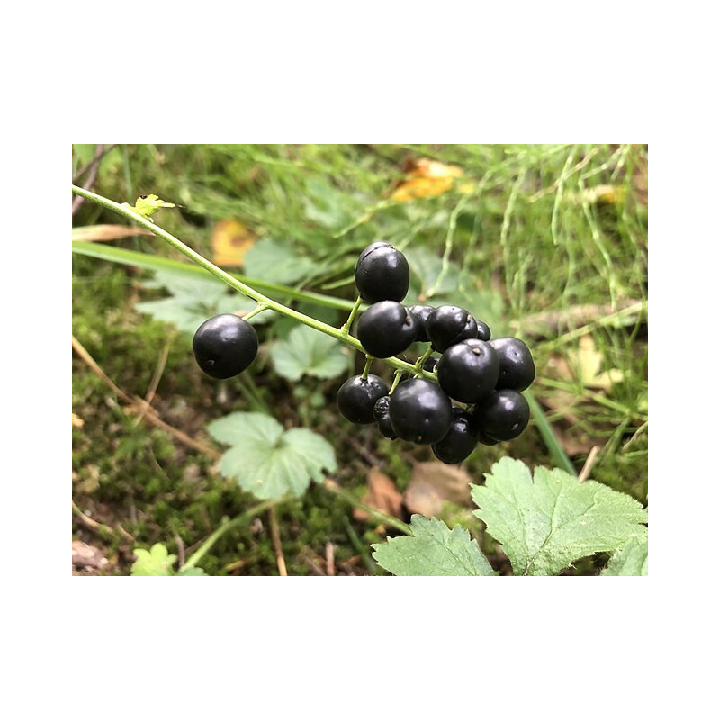 Actaea spicata Czerniec gronkowy