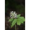 Actaea spicata Czerniec gronkowy