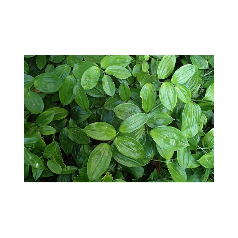 Disporopsis pernyi Disporopsis