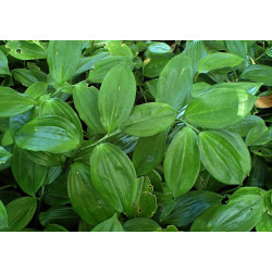 Disporopsis pernyi Disporopsis