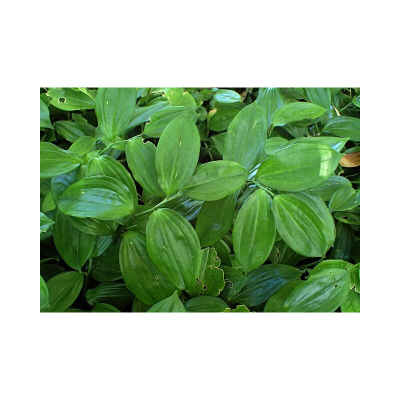 Disporopsis pernyi Disporopsis