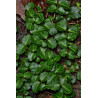 Mitchella repens