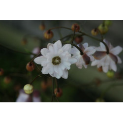 Anemonopsis macrophylla - Flore Pleno Anemonopsis