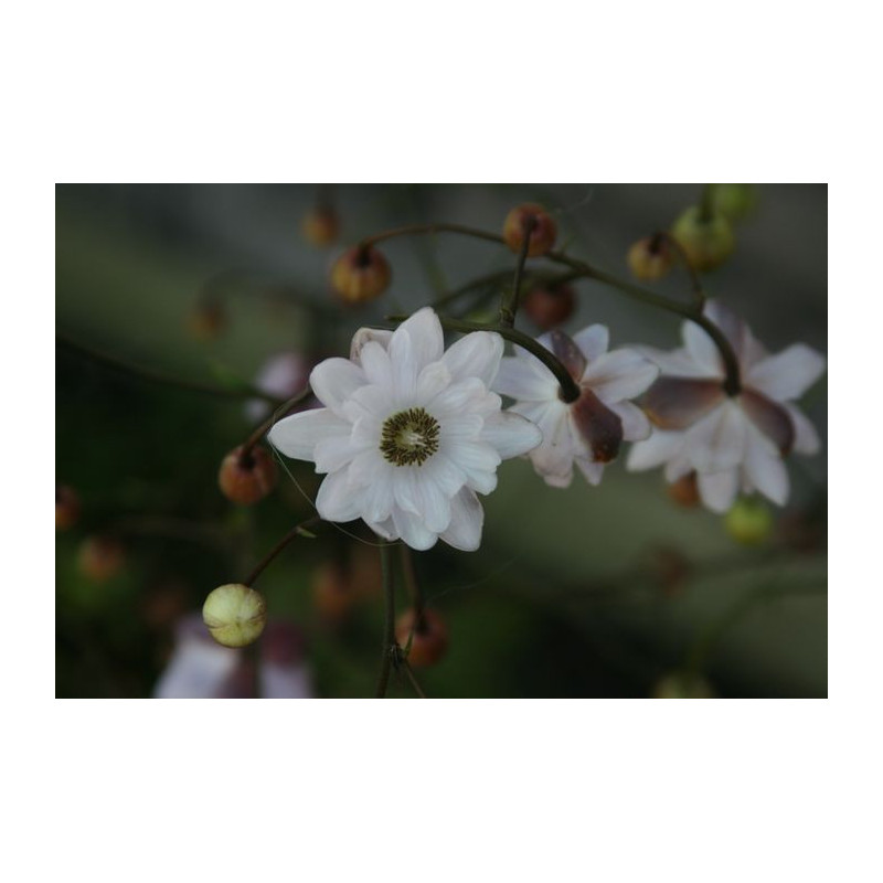 Anemonopsis macrophylla - Flore Pleno Anemonopsis