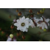 Anemonopsis macrophylla - Flore Pleno Anemonopsis