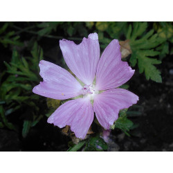 Malva moschata Ślaz piżmowy