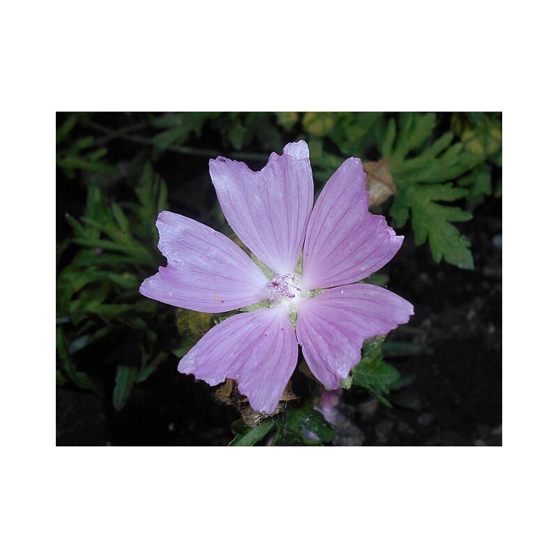 Malva moschata Ślaz piżmowy