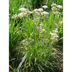 Allium obliquum - Czosnek ukośny