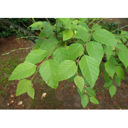 Betula dahurica Brzoza dahurska