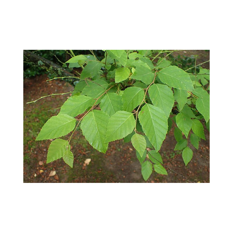 Betula dahurica Brzoza dahurska