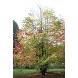 Cercidiphyllum japonicum Grujecznik japoński