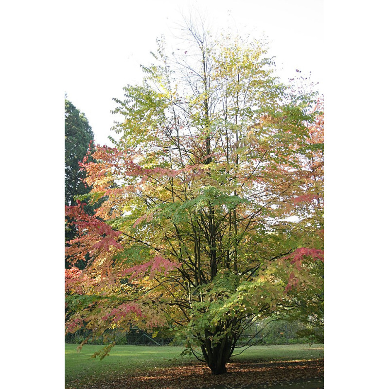 Cercidiphyllum japonicum Grujecznik japoński
