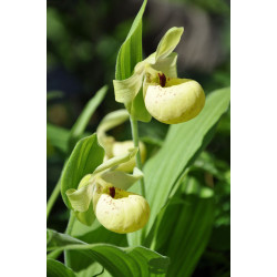 Cypripedium flavum Obuwik