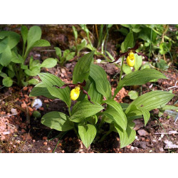 Cypripedium parviflorum Obuwik drobnokwiatowy