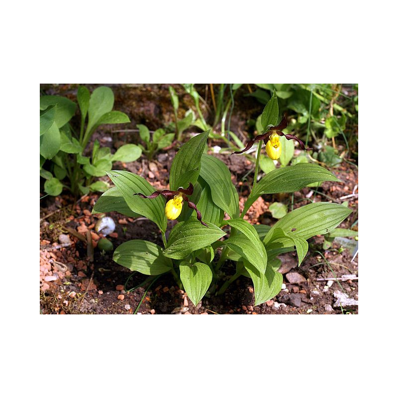 Cypripedium parviflorum Obuwik drobnokwiatowy