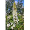 Eremurus "White Beauty"  Pustynnik