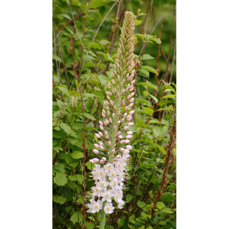 Eremurus robustus, Pustynnik olbrzymi